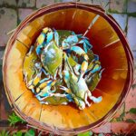 Basket Of Blues 24x24 Photo by Penny McCrea